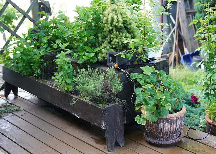 Bon Ton Проживання в сім'ї *